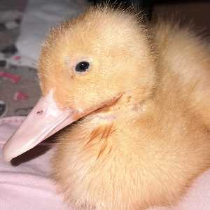 مریم باستانی